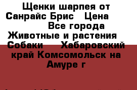 Щенки шарпея от Санрайс Брис › Цена ­ 30 000 - Все города Животные и растения » Собаки   . Хабаровский край,Комсомольск-на-Амуре г.